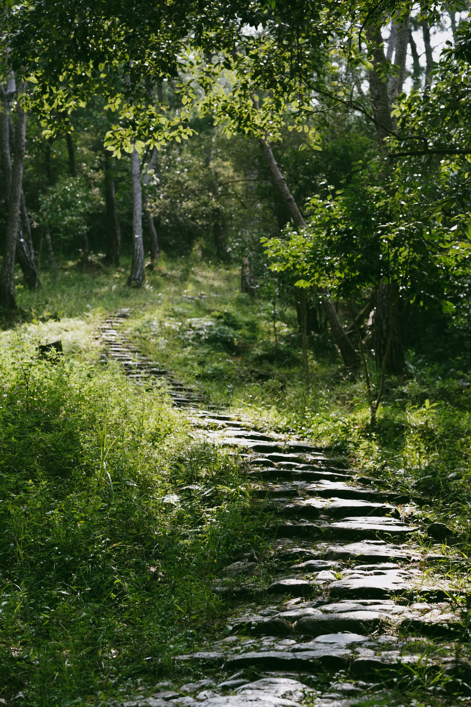 Stone steps winding through a lush green forest, symbolising a fresh start and habit reset